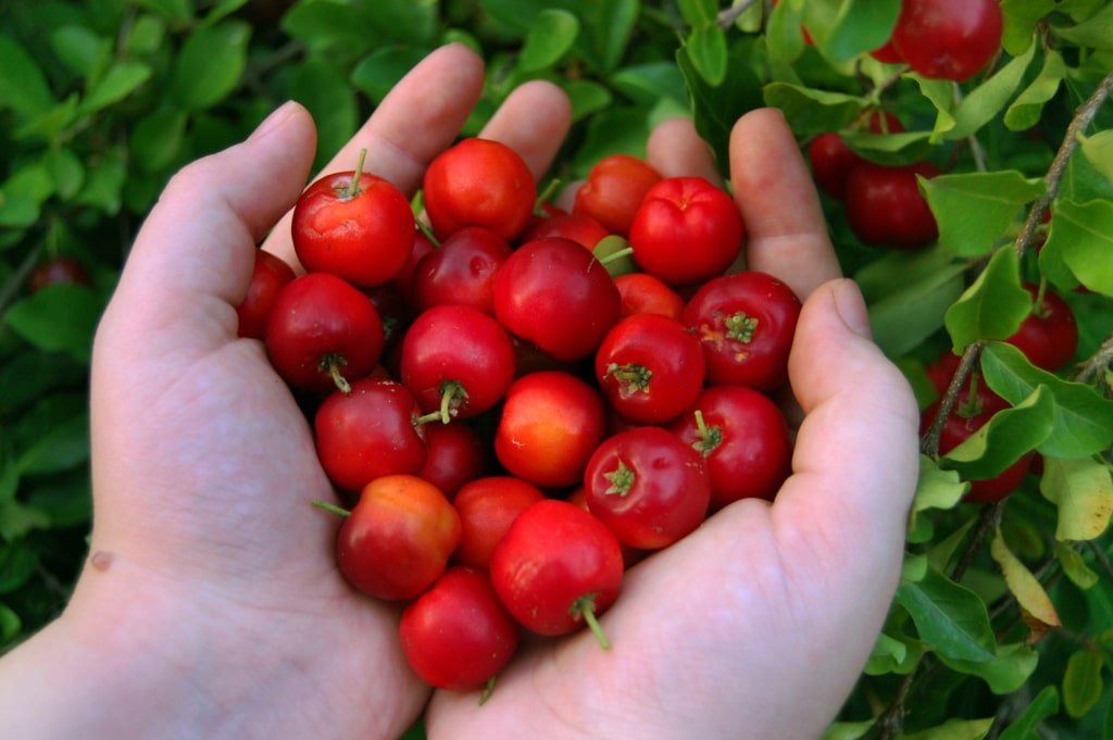 Acerola bio