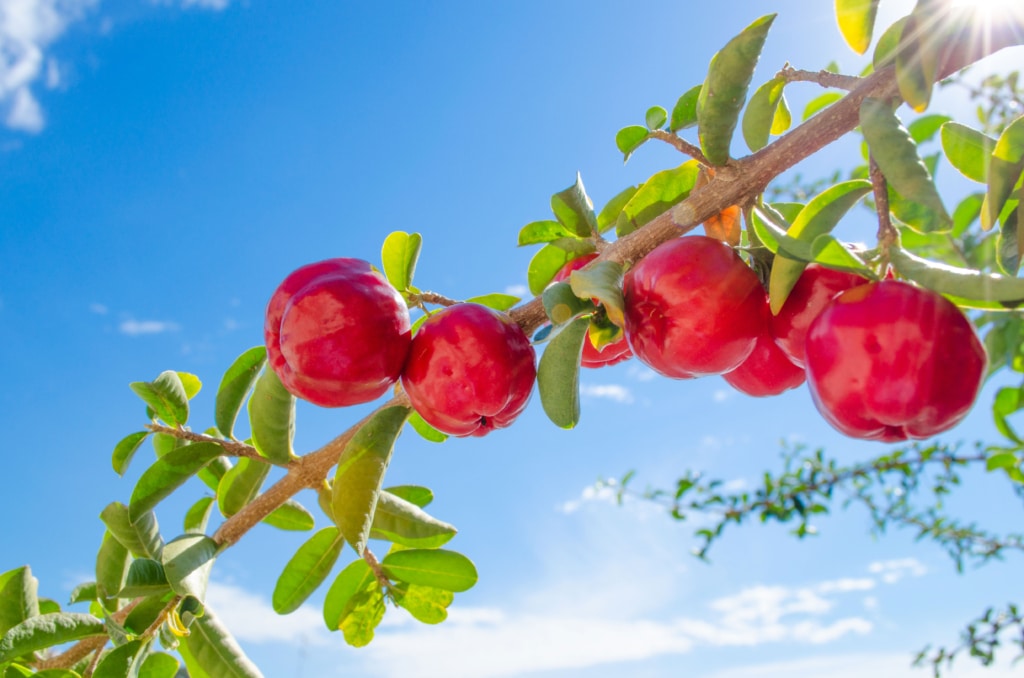 acerola