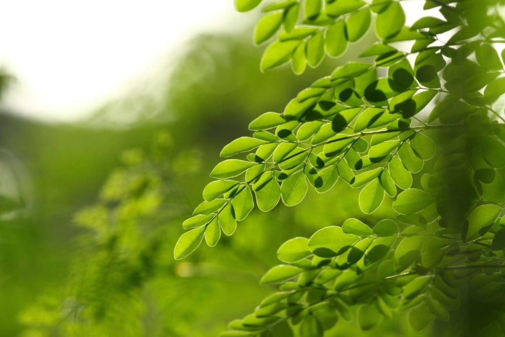 feuilles de moringa