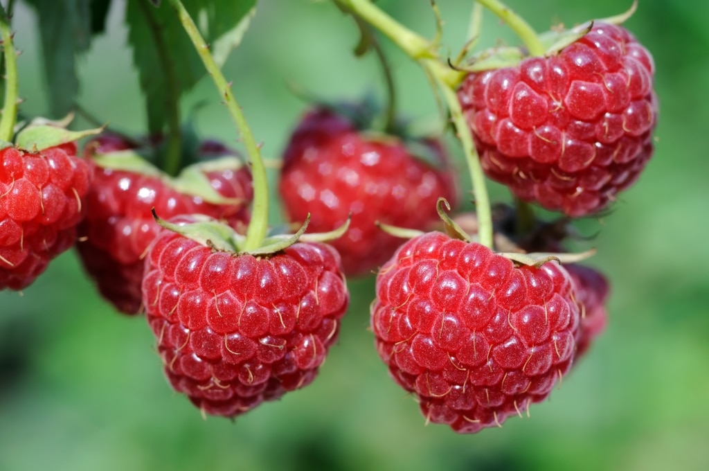 cetone de framboise