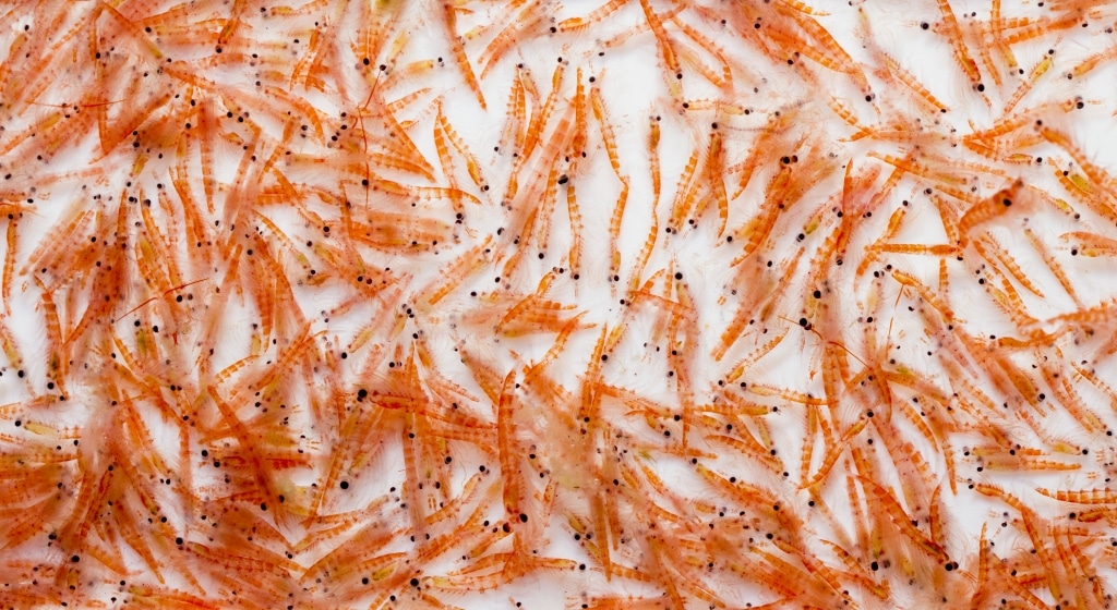 krill