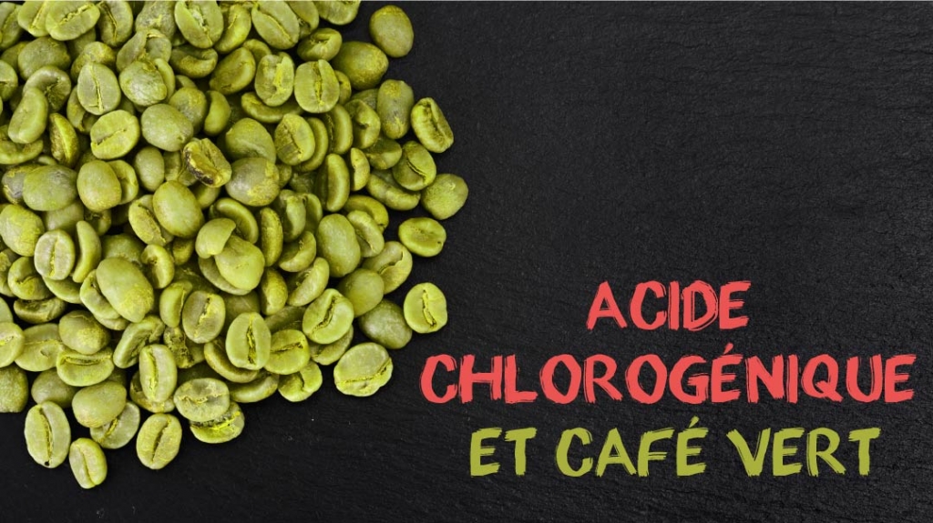 acide cholorogenique