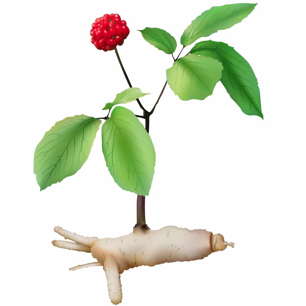 Panax ginseng