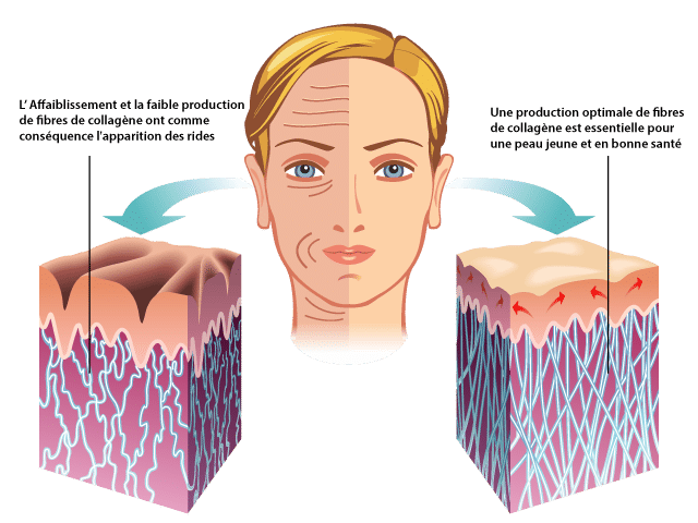 collagene peau