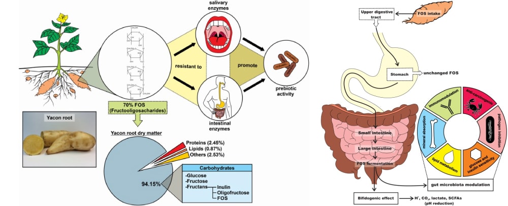 etude scientifique yacon