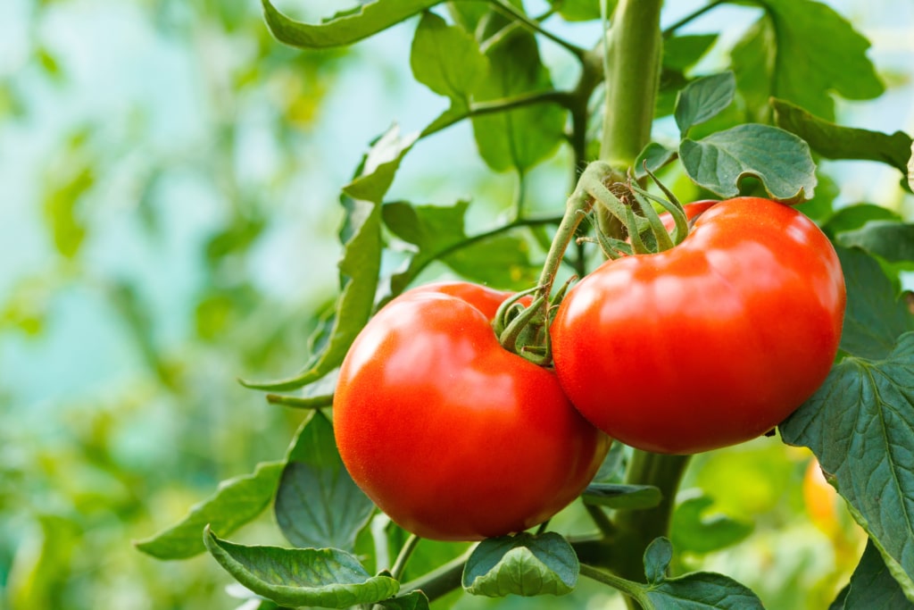 tomate saison