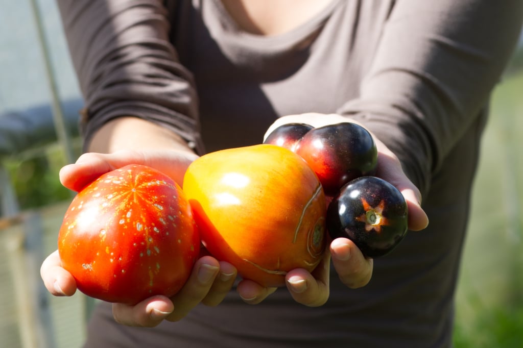 tomate varietés